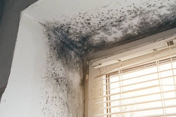Mold Removal service in Oak Ridge